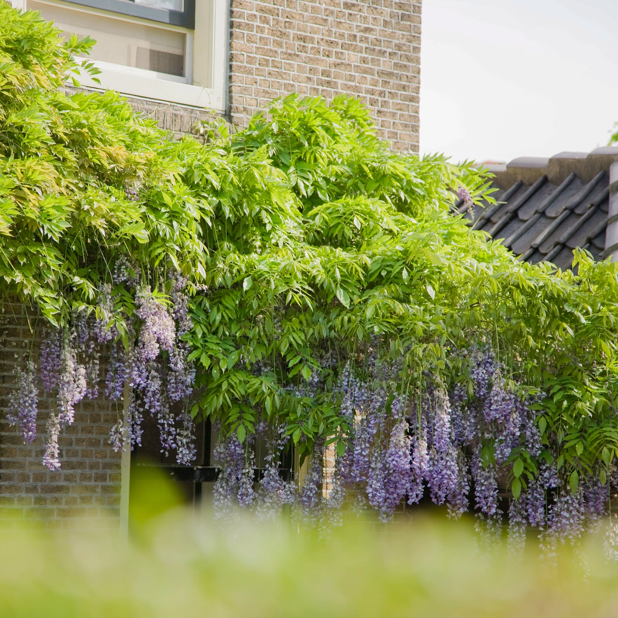 Blauregen (Wisteria sinensis 'Prolific') Kletterpflanzen kaufen