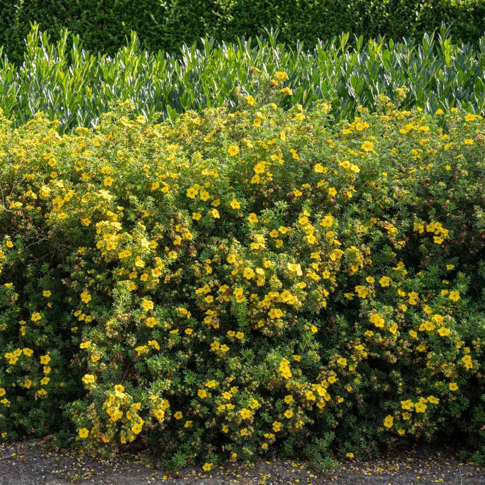 Fingerstrauch Goldfinger