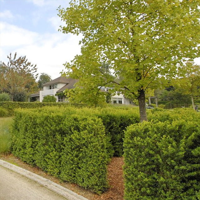 Japanische Stechpalme Blondie®