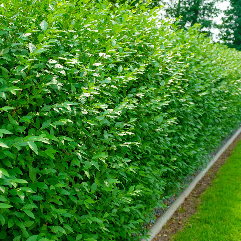 Wintergrüner Liguster (Ligustrum vulgare 'Atrovirens') | 60-80 cm Wurzelware