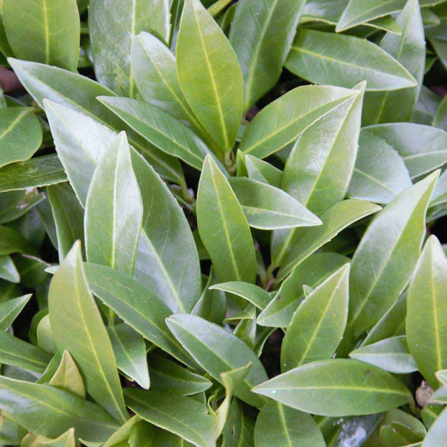 Kirschlorbeer Otto Luyken