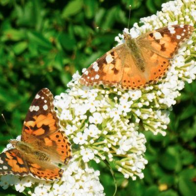 Schmetterlingsflieder 'White Profusion'