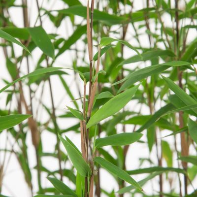 Bambus Fargesia Nitida (Fontänenbambus /Schirmbambus)