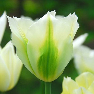 100 x Viridiflora-Tulpe 'Spring Green'