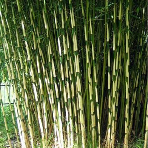 Bambus Fargesia kaufen G 252 nstig auf Garmundo